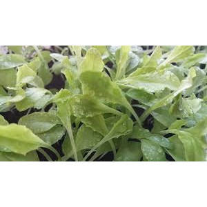 Кресс-салат семена для проращивания - 100г