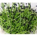 Семена лук "чернушка" для проращивания (микрогрин, микрозелень) - 100 г