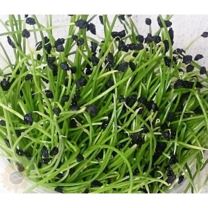 Семена лук "чернушка" для проращивания (микрогрин, микрозелень) - 100 г